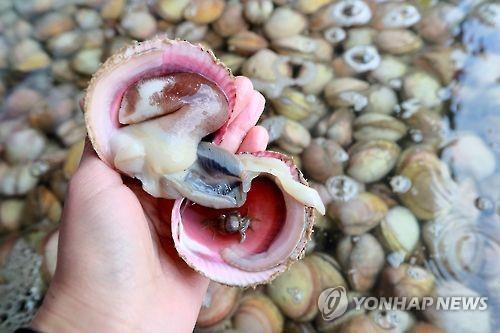 "겨울별미 새조개 맛보러 오세요" 18일 홍성 남당항서 축제 개막