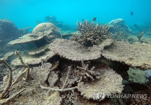 바닷물 산성화의 '반전' 산호초 어류 행태에 영향 안 줘