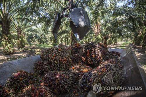 모디 정책 비판에…인도, 말레이 야자유 수입 제한 '무역 보복'