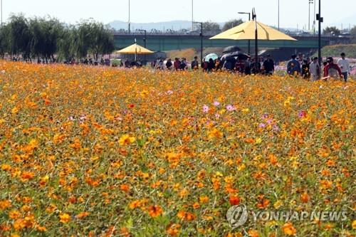 장성 황룡강 노란꽃잔치, 지난해 300억원 경제효과