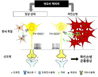 도파민 분비 신경세포 잠재우는 파킨슨병 유발 물질 찾았다