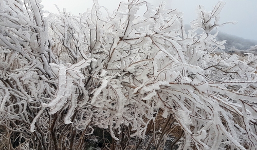 [카메라뉴스] 변덕스러운 날씨에 무등산 얼음꽃 장관