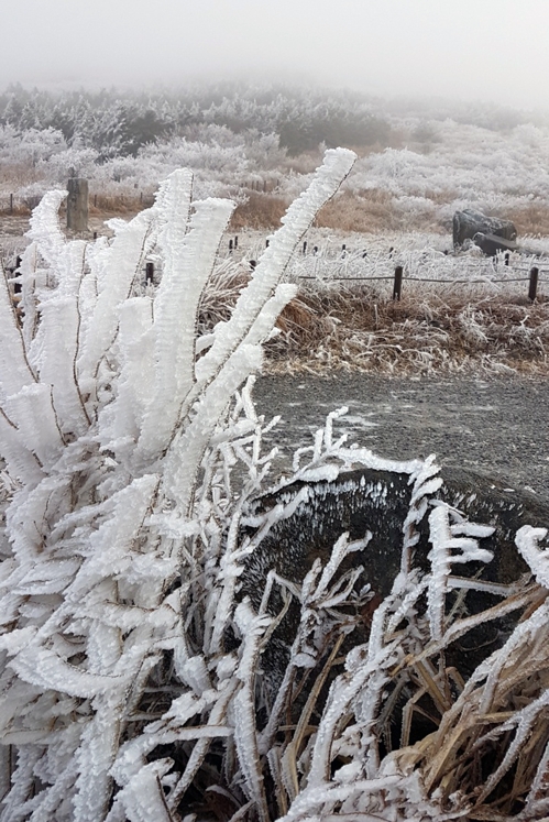 [카메라뉴스] 변덕스러운 날씨에 무등산 얼음꽃 장관