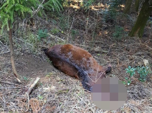 제주서 목 베인 채 죽은 말 발견…"절도범 행각 추정"