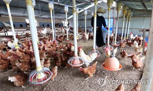 축산계열화 사업자-축산농가 거래 때 준수사항 대폭 늘어난다