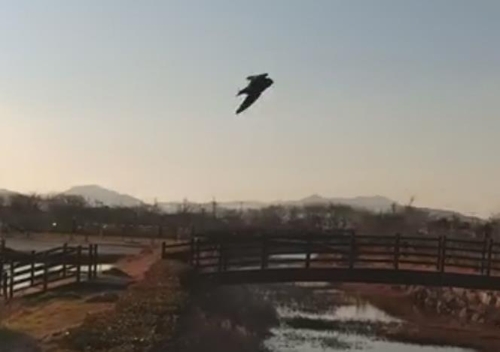 "따뜻해서 왔니?"…한겨울에 낙동강 하구 찾은 여름철새 제비