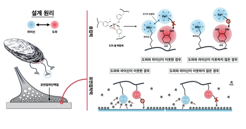 물속에서도 잘 달라붙는 홍합 비밀 풀었다