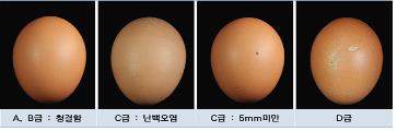 "시중 판매 계란 78%가 1등급 이상…상온 판매 시 신선도 낮아"