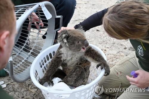 "작은 불로 큰불 막는다"…호주 원주민 산불예방 '지혜' 재조명