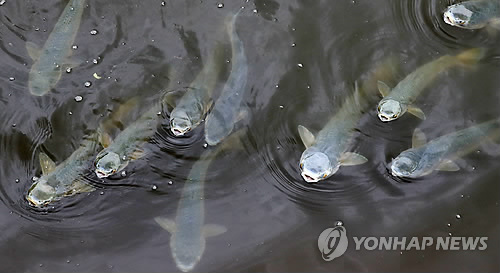 [알쏭달쏭 바다세상](47) 굴목송어·나머렉이 등 부르는 이름만 100개 넘어