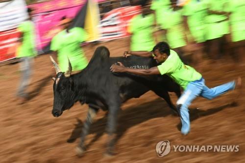 인도 투우 축제 사상자 60여명…연줄 끊기 축제로 새 떼죽음