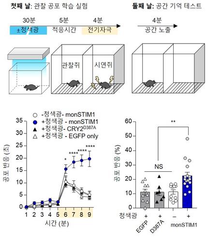 IBS, 머리에 빛 비춰 기억력 높이는 기술 개발