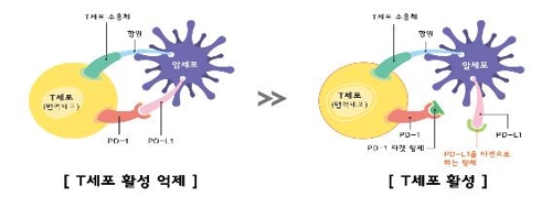 스크립스코리아항체연구원 3세대 면역 항암 항체치료제 개발