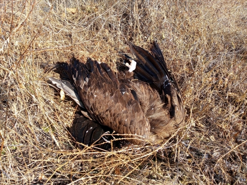 파주 민통선서 천연기념물 독수리 3마리 사체 발견