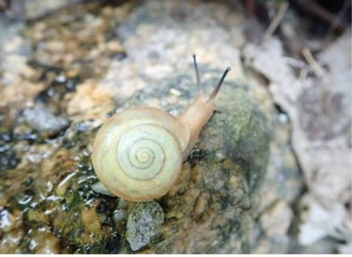 홍도에만 사는 멸종위기종 참달팽이, 35㎞ 떨어진 섬에서도 발견