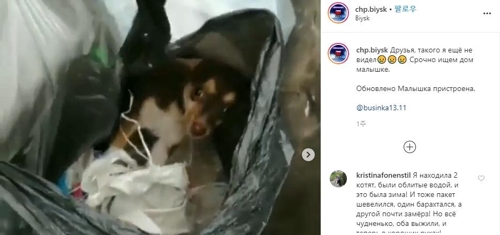 러시아서 산채로 쓰레기봉투에 담긴 강아지…누리꾼들 분노