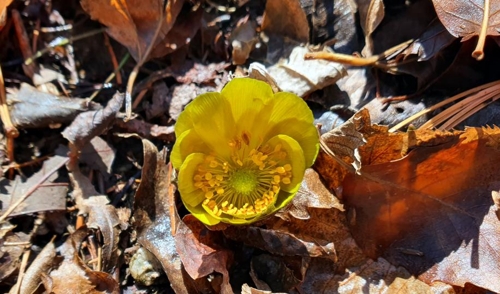 따뜻한 겨울…'봄의 전령사' 복수초, 지리산에 조기 개화