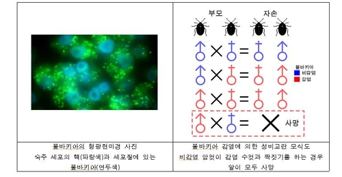 성비교란 미생물에 감염된 딱정벌레로 해충 방제한다…연구 추진