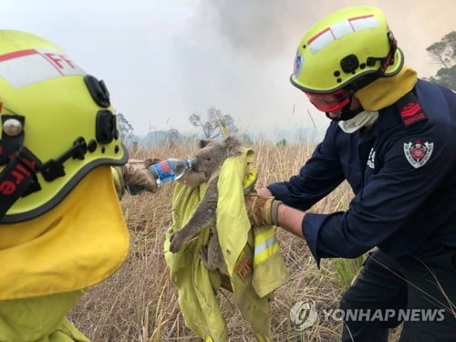 호주 산불에 뉴질랜드 하늘도 `주황빛`…코알라 `멸종위기`