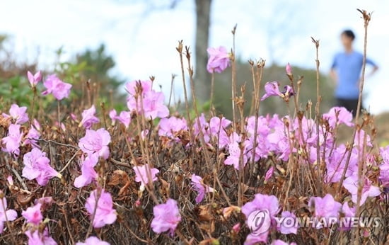 제주 날씨, 낮기온 23.6도 `벌써 봄?`…때이른 철쭉까지