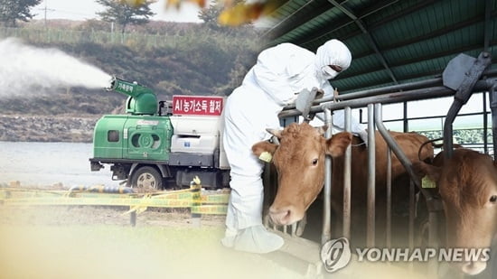 구제역 감염 항체, 강화서 추가 검출…긴급 백신접종