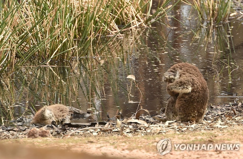 산불에 타 죽은 동료 지킨 코알라…야생동물 `죽음의 땅` 된 호주