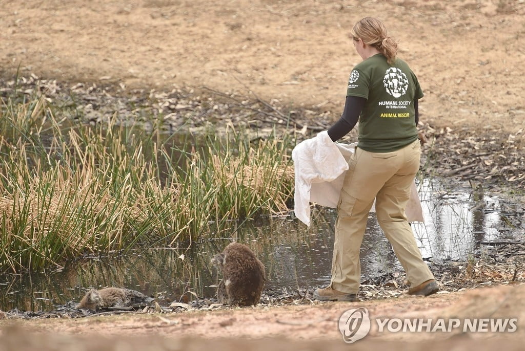 산불에 타 죽은 동료 지킨 코알라…야생동물 `죽음의 땅` 된 호주