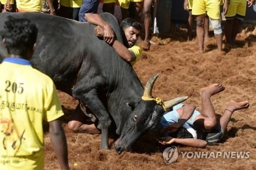 `동물 학대 논란` 인도 전통투우, 올해 축제서 1명 사망·60여명 부상