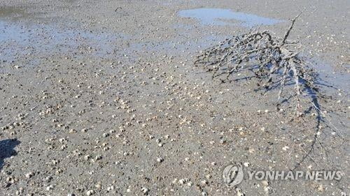 서해안 바지락 양식장서 A형간염 바이러스 검출… 알고도 `쉬쉬`