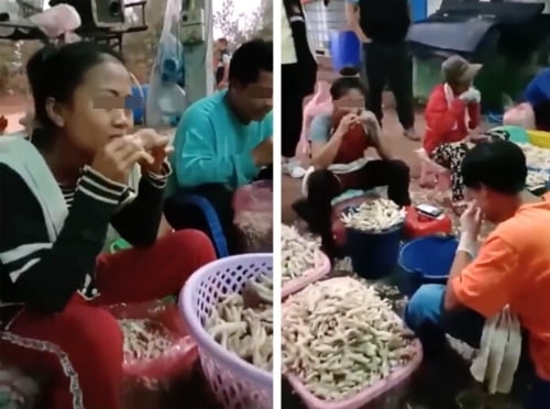 태국 닭고기 공장 `생닭발을 입으로`…충격의 발골 현장