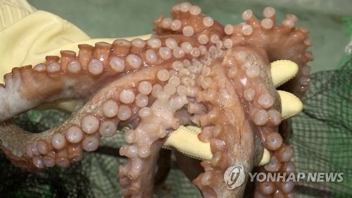 동해안 필수 제사용품 문어…설 앞두고 값 상승에 품귀현상까지
