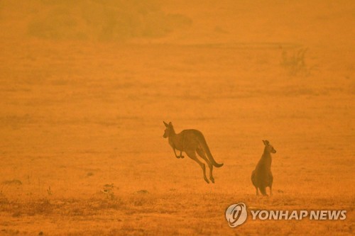 [최악의 호주산불] ③ 떼죽음 넘어 멸종위기 직면…코알라의 비극