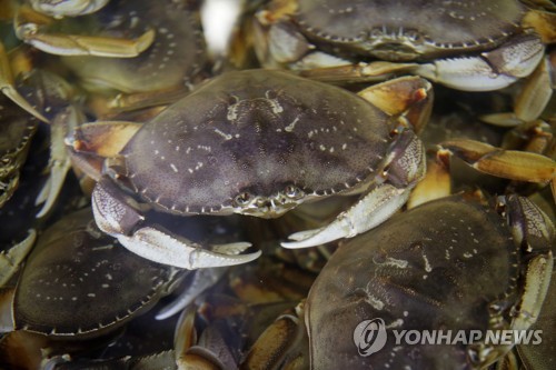 "태평양 해수 산성도 증가로 식용 게 껍데기도 녹아"