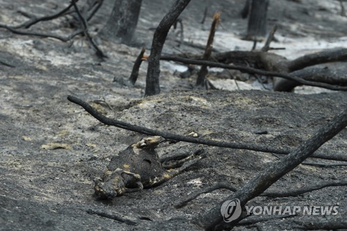 [최악의 호주산불] ③ 떼죽음 넘어 멸종위기 직면…코알라의 비극