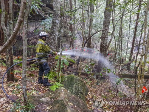 '공룡 시대'부터 서식해온 희귀나무, 호주 산불서 살아남았다