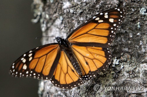 멕시코 '나비 지킴이' 환경운동가, 실종 보름 만에 숨진 채 발견