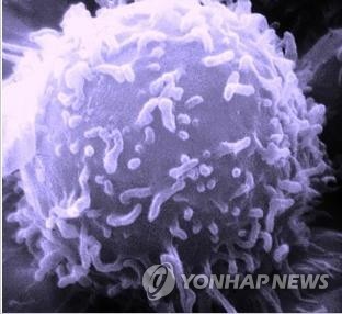 새로운 T면역세포 발견…항암 면역치료에 돌파구?