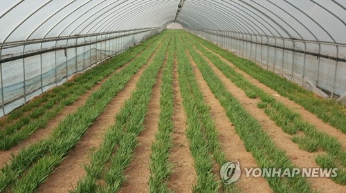 유난히 포근한 겨울…이상 고온에 경남 농가들 희비 교차