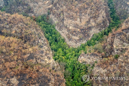 '공룡 시대'부터 서식해온 희귀나무, 호주 산불서 살아남았다