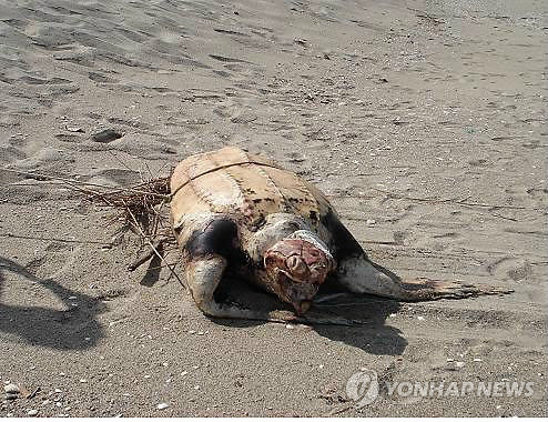 태국 해변서 멸종 위기 장수거북 알 최소 50개 도난