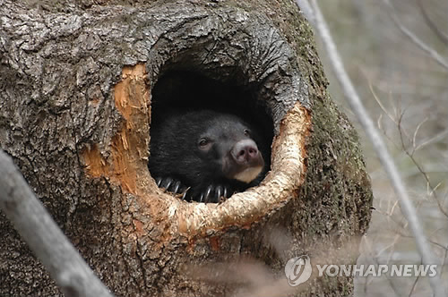 무주 덕유산서 반달가슴곰 위협 불법 사냥 도구들 수거