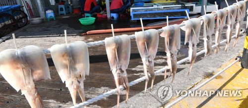 '페루산 주문진 오징어'의 정체는?