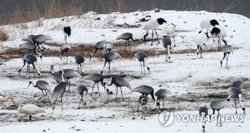 세계 최대 철원 두루미 서식지 보전…민·관 협업 성과