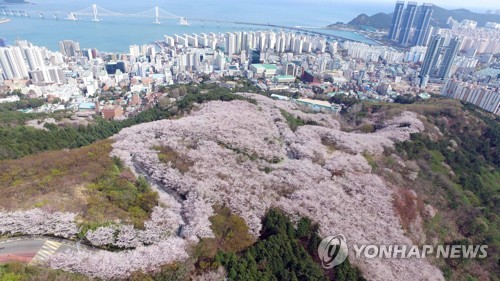 [케이블카 열병](상) 부산 허파까지 노리는 개발 그림자