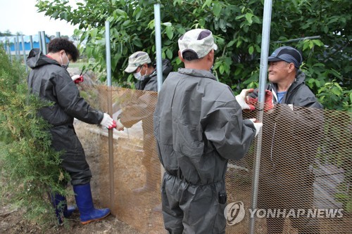 민통선 넘나드는 ASF 멧돼지…겨울철 먹이 찾아 농가 접촉 우려