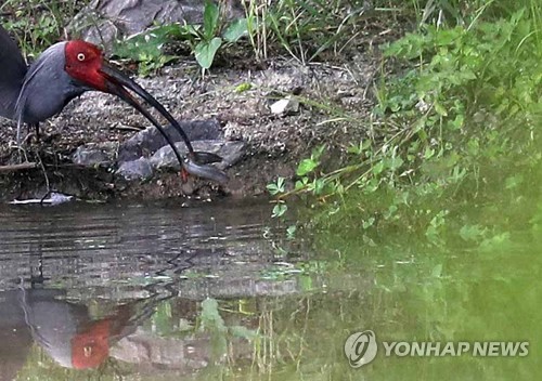 창녕군, 3∼4월 따오기 40마리 우포늪에 추가 방사