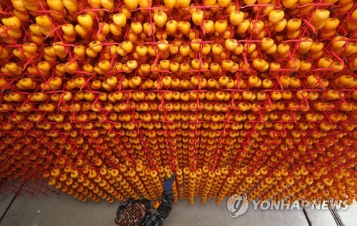 '쫄깃한 곶감의 향연' 산청·함양서 2∼5일 축제