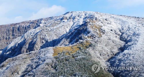 [#꿀잼여행] 제주권: 한라봉, 레드향 따며 새콤달콤 '추억 만들기'