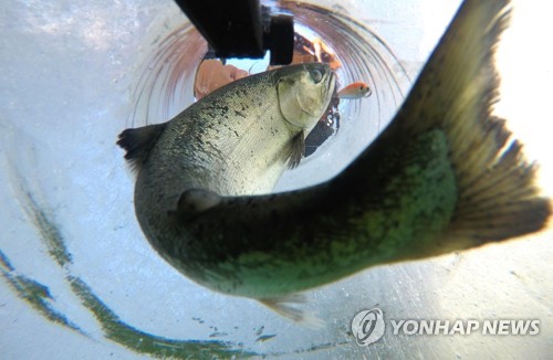 "화천산천어축제 미리 즐기자"…외국인 얼음 낚시터 사전 개장