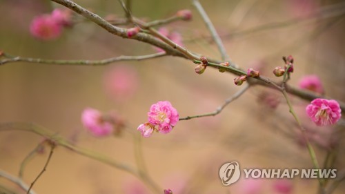 97년 만에 가장 따뜻한 겨울 제주 '반팔 입고 철쭉도 활짝'(종합)